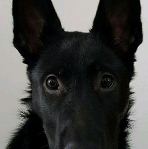 Meet your Posher, Susan